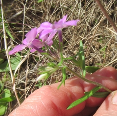Phlox cuspidata