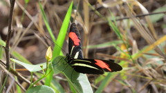 Heliconius erato