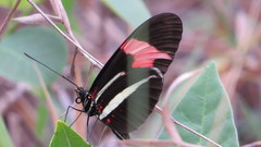 Heliconius erato