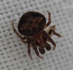Araneus triguttatus