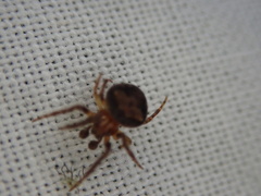 Araneus triguttatus
