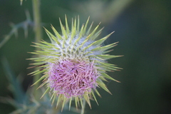 Cirsium pinetorum