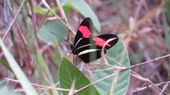 Heliconius erato