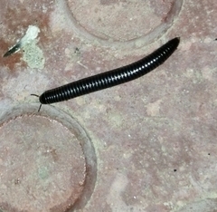 Ommatoiulus diplurus