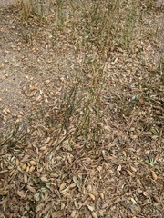 Juncus mexicanus