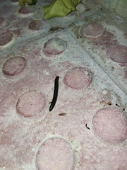 Ommatoiulus diplurus