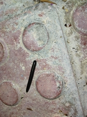 Ommatoiulus diplurus