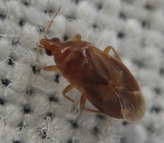 Cardiastethus fasciiventris