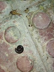 Ommatoiulus diplurus