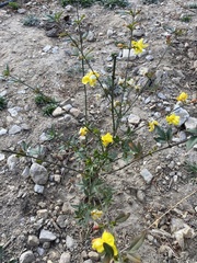 Magnoliopsida