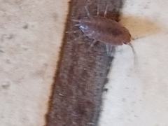 Isopoda