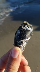 Spirobranchus lamarcki