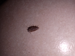 Isopoda