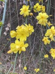 Magnoliopsida