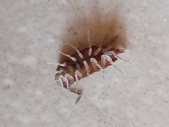 Isopoda