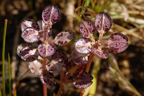 Lepidium nitidum