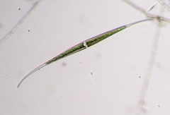 Closterium kuetzingii