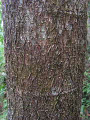 Hymenaea courbaril