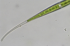 Closterium kuetzingii