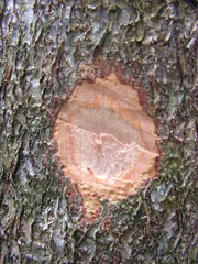 Hymenaea courbaril