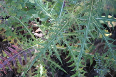 Cirsium pinetorum