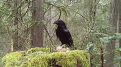 Corvus corax principalis