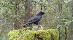 Corvus corax principalis