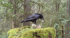 Corvus corax principalis