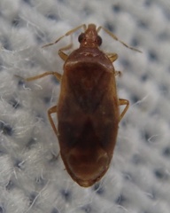 Cardiastethus fasciiventris