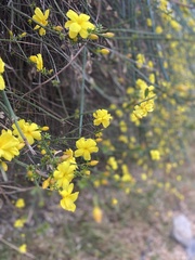 Magnoliopsida