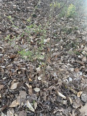 Ruscus