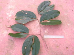 Hymenaea courbaril