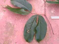 Hymenaea courbaril