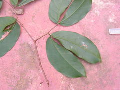 Hymenaea courbaril