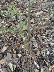 Ruscus