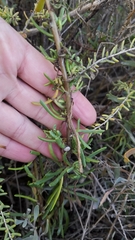 Limbarda crithmoides longifolia