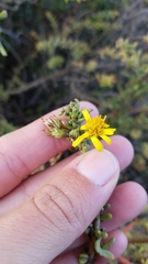 Limbarda crithmoides longifolia