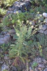 Cirsium pinetorum