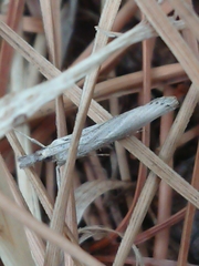 Orocrambus cyclopicus