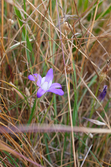 Brodiaea terrestris terrestris
