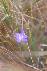 Brodiaea terrestris terrestris
