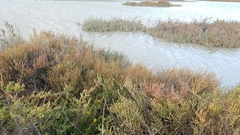 Limbarda crithmoides longifolia