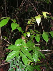 Tachigali densiflora