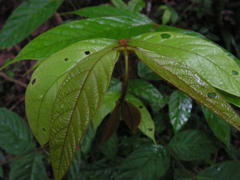 Tachigali densiflora