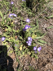 Phacelia patuliflora