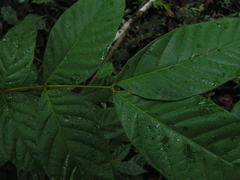 Tachigali densiflora