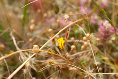 Bloomeria humilis