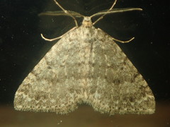 Colostygia multistrigaria