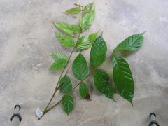 Tachigali densiflora