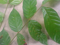 Tachigali densiflora